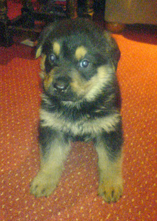 Rambo (our guard dog) when he was a puppy