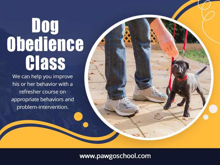 Dog Obedience Class Singapore