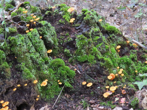 green moss and mushroom