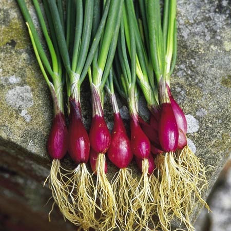  ALLIUM CEPA - அல்லியம் சீபா