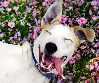 White and tan crossbreed dog lay in flowery grass eyes closed looking happy