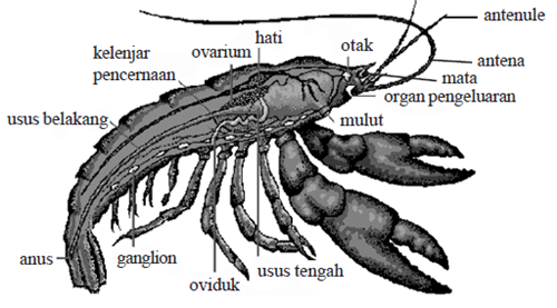 Mengenal filum  Arthropoda  lengkap Kumpulan Artikel Biologi