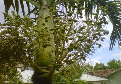 +Gambar foto buah pohon palem jambe