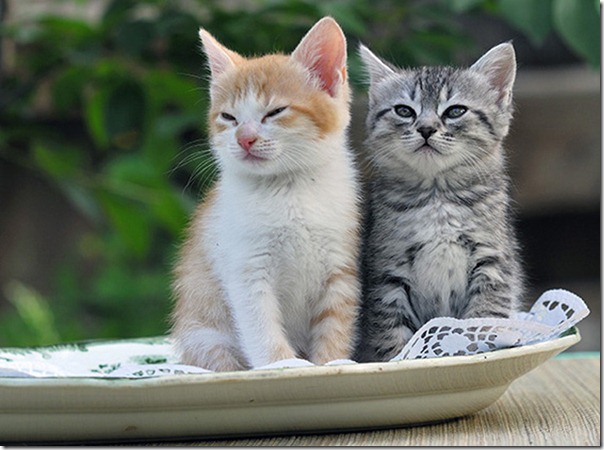 animales divertidos migallinero (5)
