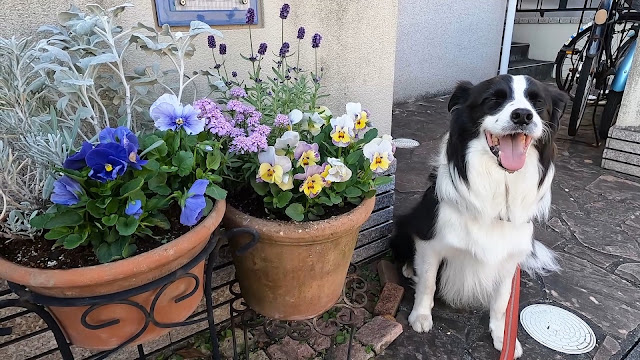 保護犬 ボーダーコリー トーマ