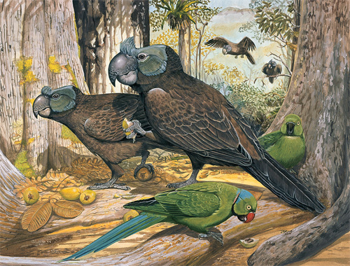 Papagaio-de-Bico-Largo (Lophopsittacus mauritianus)