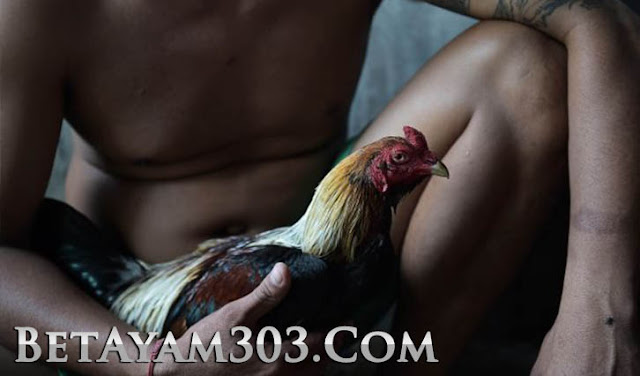 agen sabung ayam, Daftar S128, s128, Sv388, Daftar Sv388, Sabung Ayam online, Adu Ayam Live, 