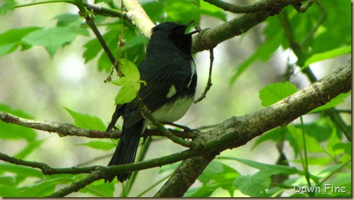 Black-throated Blue warbler (2)