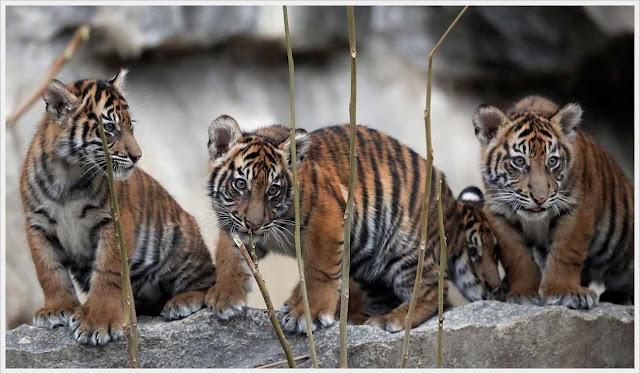 sumatran cute tiger cub