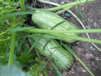 Calabacines de mi huerto