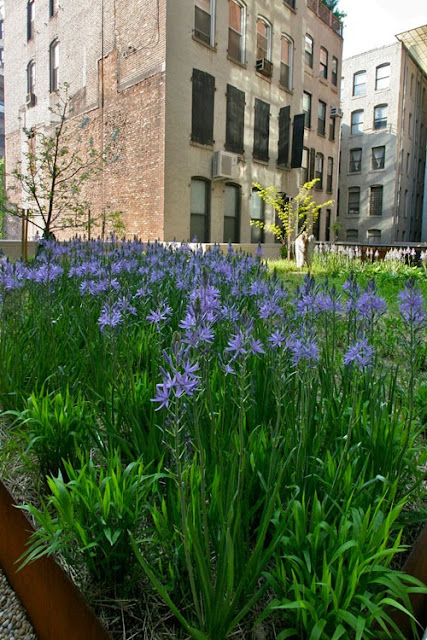 green roof