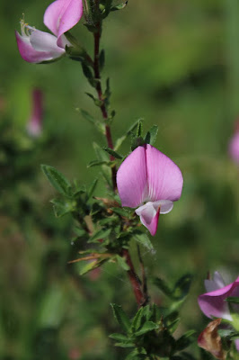 Kattendoorn - Katteneil - Ononis spinosa