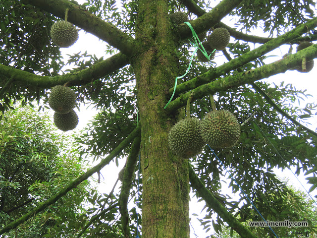 Raub Musang King Durian Trip