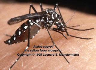 nyamuk, nyamuk aedes, demam denggi