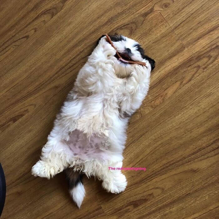 30 Hilariously Adorably Pictures Of Puppy Sleeping As If She Was 'Turned Off'