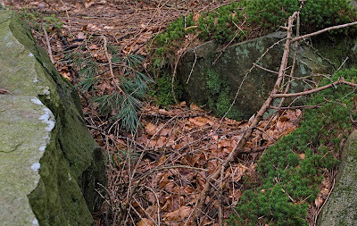 Leaves among rocks