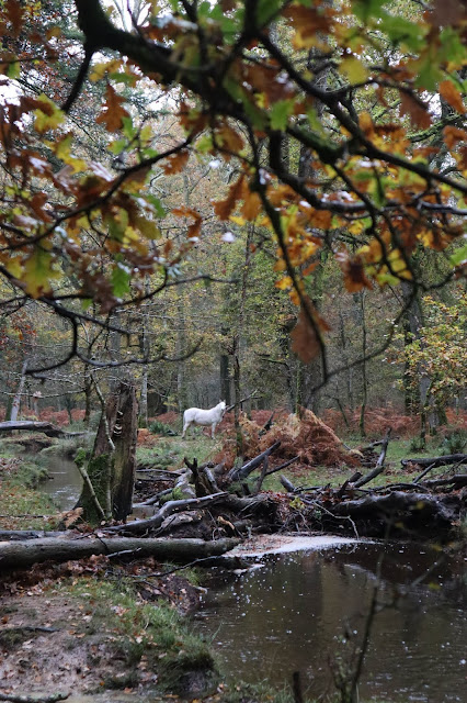 Visiting New Forest Park National Park