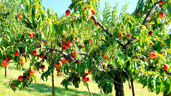 Peachtree Street - Peach Tree