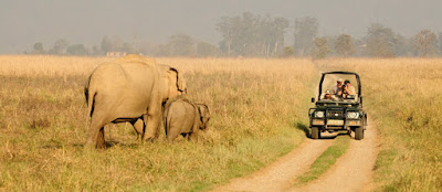 Corbett National Park safari