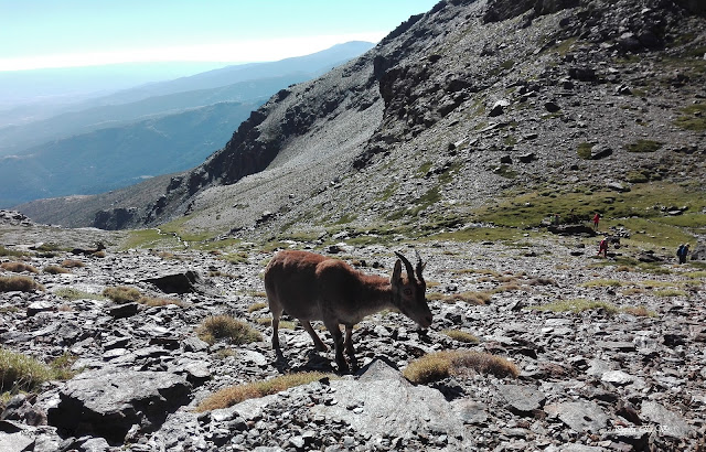 Picón,Sierra Nevada