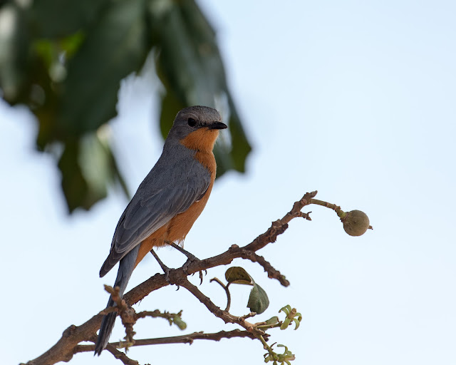 Empidornis semipartitus