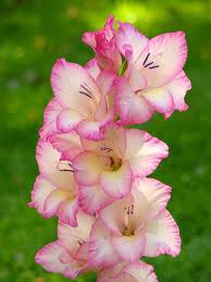 Gambar Bunga Gladiol