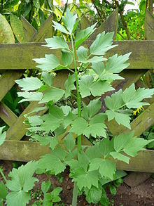 Lovage photo (cc) 4028mdk09