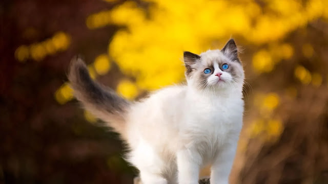 Ragdoll