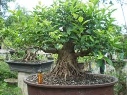 Cara membuat bonsai beringin  Pelayanan Kesehatan Masyarakat