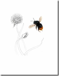 Red Tailed Bumble Bee, Bombus lapidarius