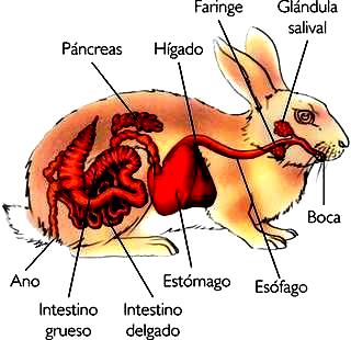 Dibujo del Aparato Digestivo de un conejo señalando partes a colores