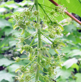 Flowers of a sycamore, Acer pseudoplatanus, at Coney Hall, 29 April 2011. Winged seeds are developing. Not a native species.