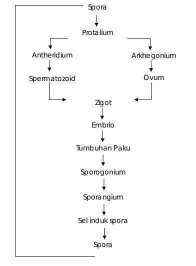 Skema metagenesis paku heterosfor