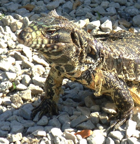 Lagarto Overo  Reserva Ecológica nov 08