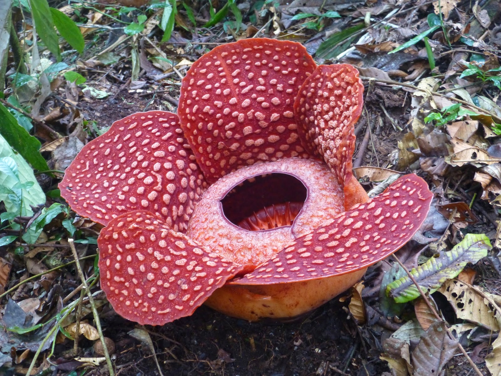 Rafflesia Biggest Flower in the World Indonesia Safe 