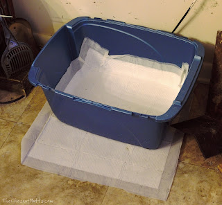 using OUT! Quilted Dog Potty Pads with a cat box