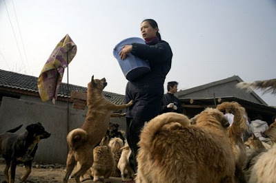 Chinese Woman Adopts 1500 Dogs, 200 Cats Seen On  www.coolpicturegallery.us