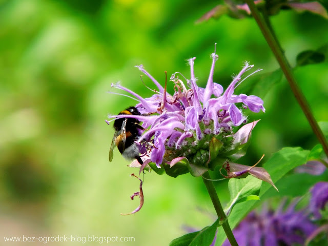 Monarda didyma