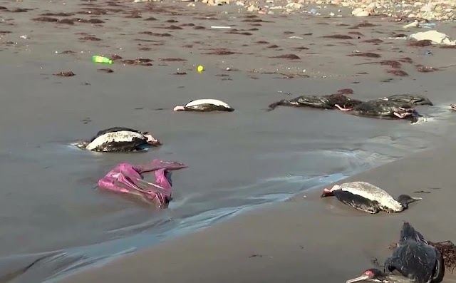 Μυστήριο με χιλιάδες νεκρά θαλασσοπούλια στις ακτές της Χιλής