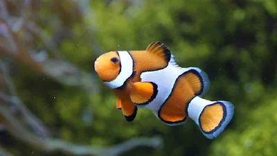 fish that can live without air pump