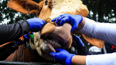  Jelang Idul Adha 1443H, Sugianto Minta Pemerintah Perketat Pemeriksaan Hewan Qurban