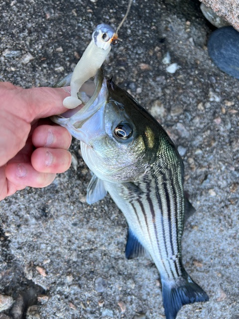 Rhode Island Striped Bass: Subpar November Exposes Big Problems