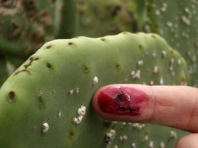 kaktus makanan serangga cochineal