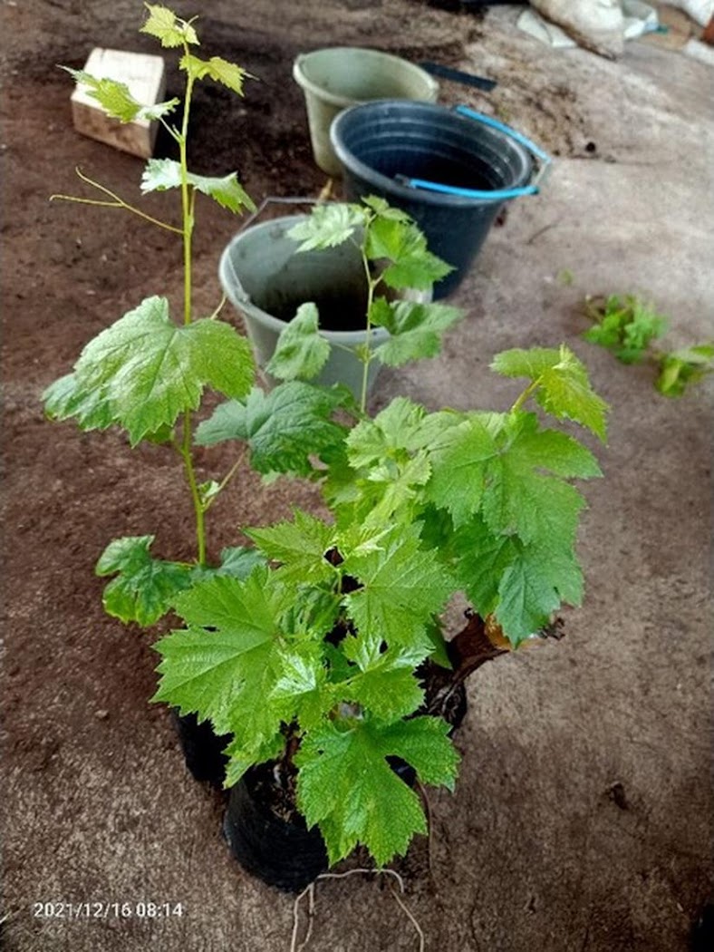 Anggur Alphonso Lavallee Siap Tanam Akar Super Gondrong Dan Subur Bisa Salatiga