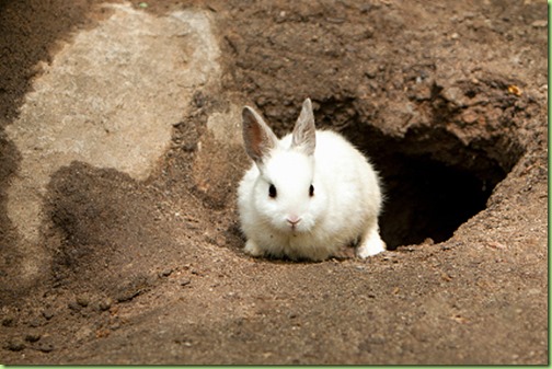 white-rabbit-exiting-rabbit-hole