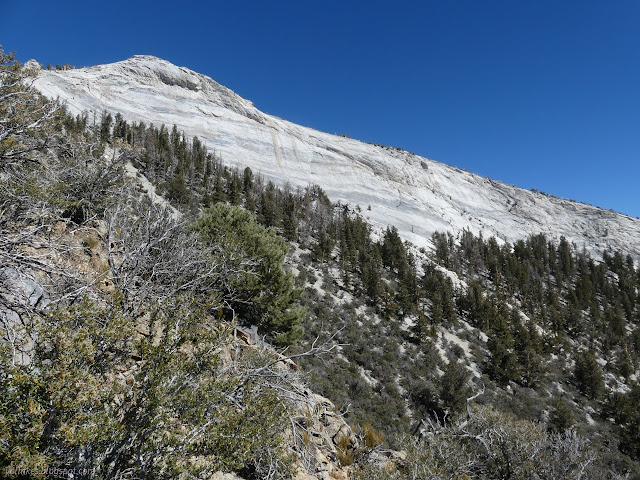 17: tall trees on slopes