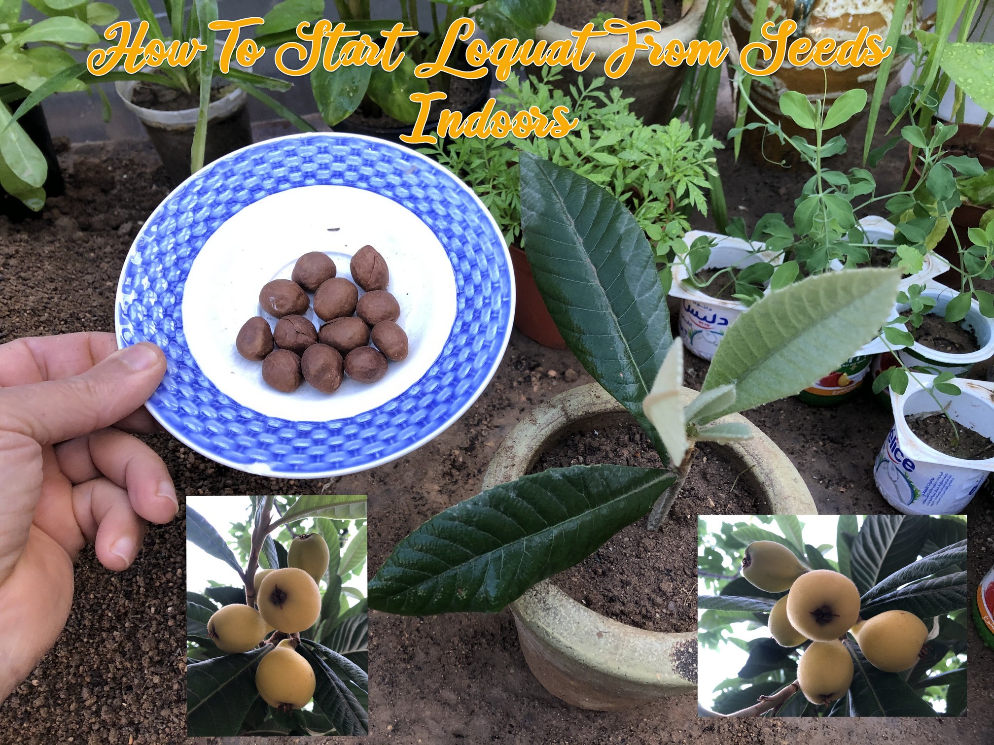 You want to grow a Loquat tree from seeds, and you don't know how! Let me tell you that Loquats start quite easily from seed and don't need stratification or scarification to germinate.