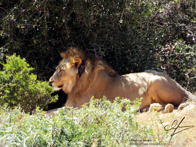 Le lion est présent dans le parc. Il possède un tracker et est suivi par les rangers du parc Addo.