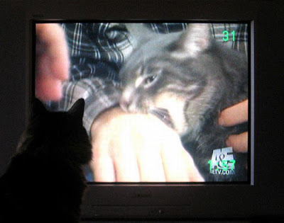 Pets watching TV Seen On www.coolpicturegallery.us