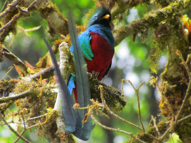 Quetzal